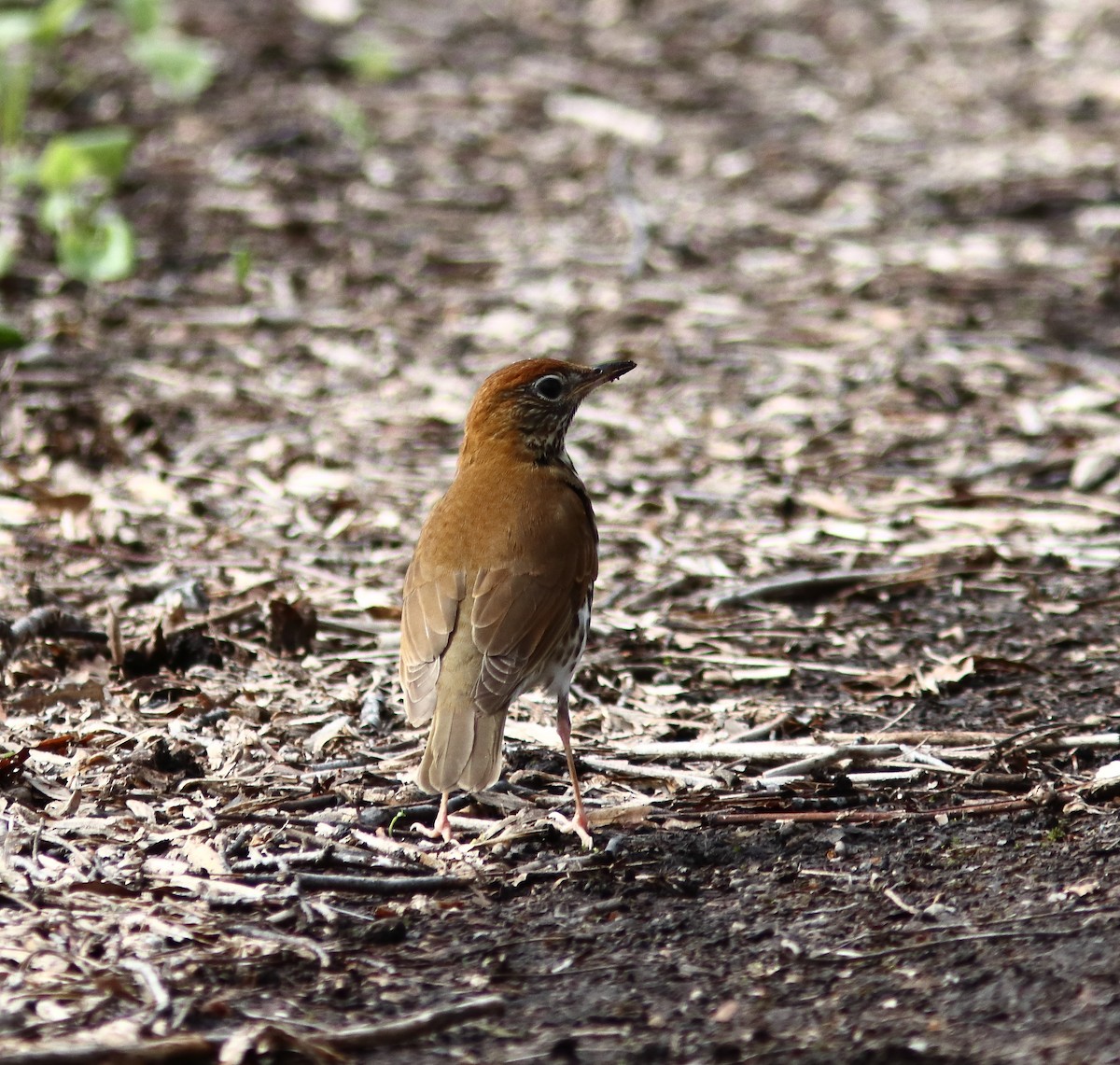 Wood Thrush - Blake Mann