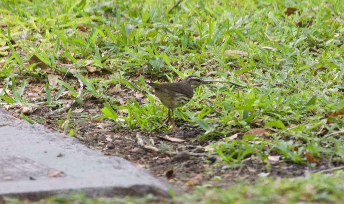 Northern Waterthrush - Douglas Hall