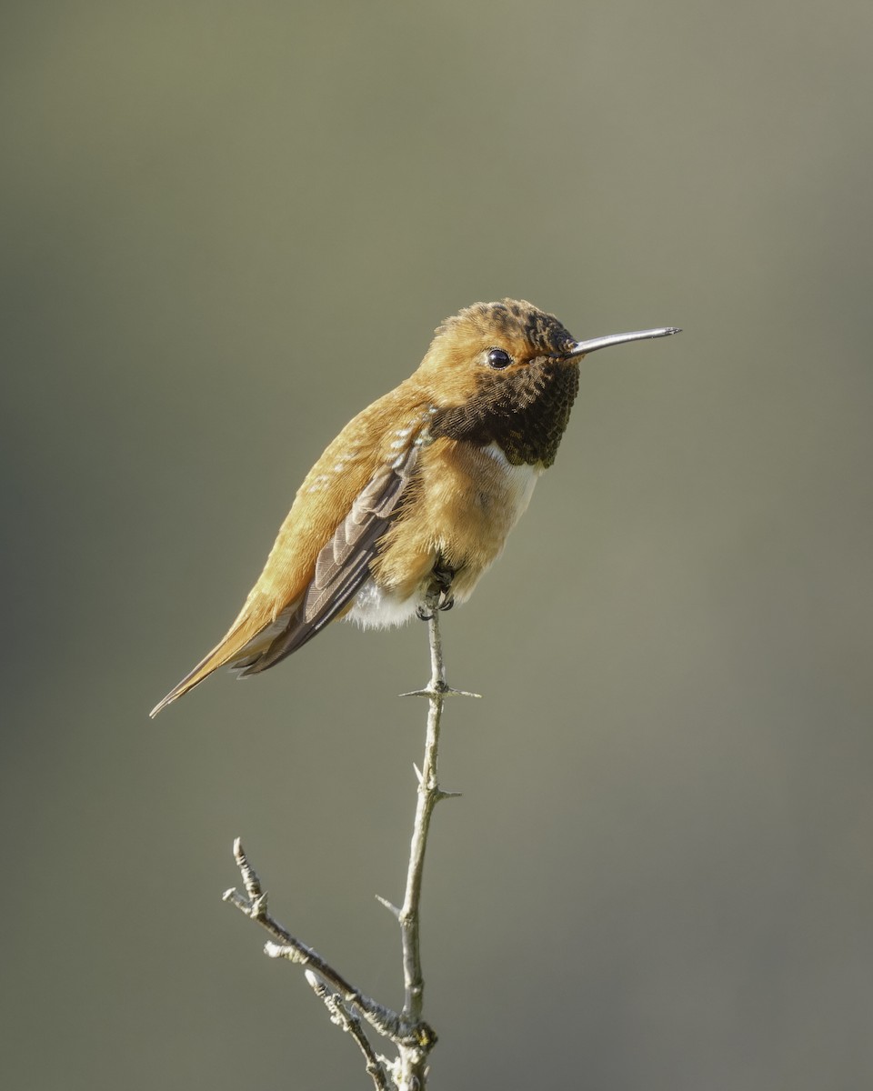Rufous Hummingbird - ML618179654