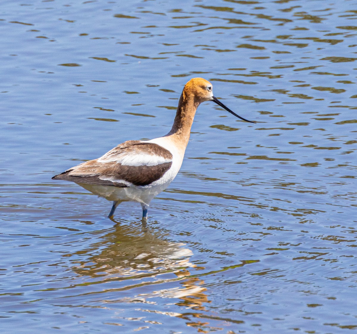 American Avocet - Ben  Valdez