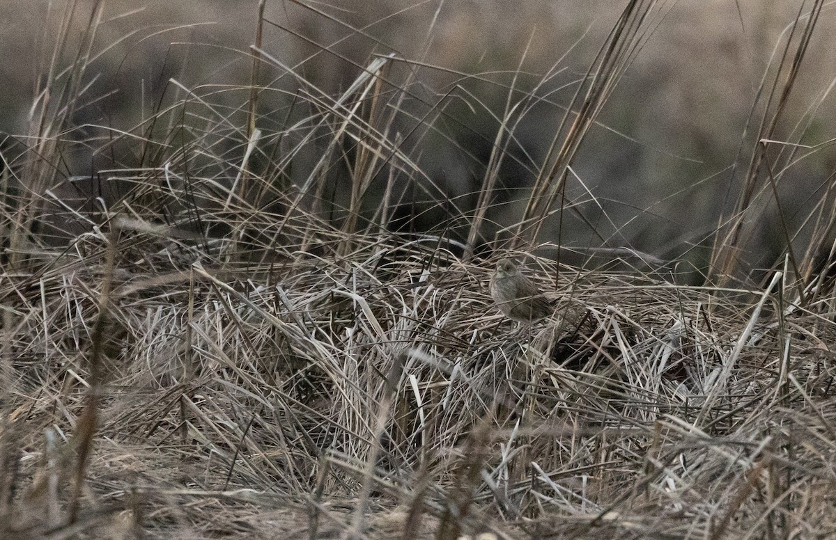 Seaside Sparrow - Jay McGowan