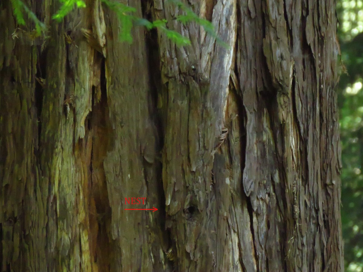 Brown Creeper - Lisa Larson