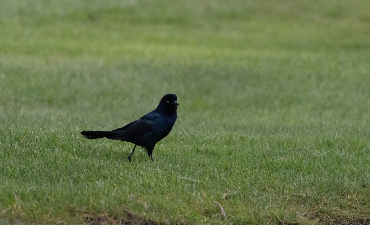 Boat-tailed Grackle - Jay McGowan