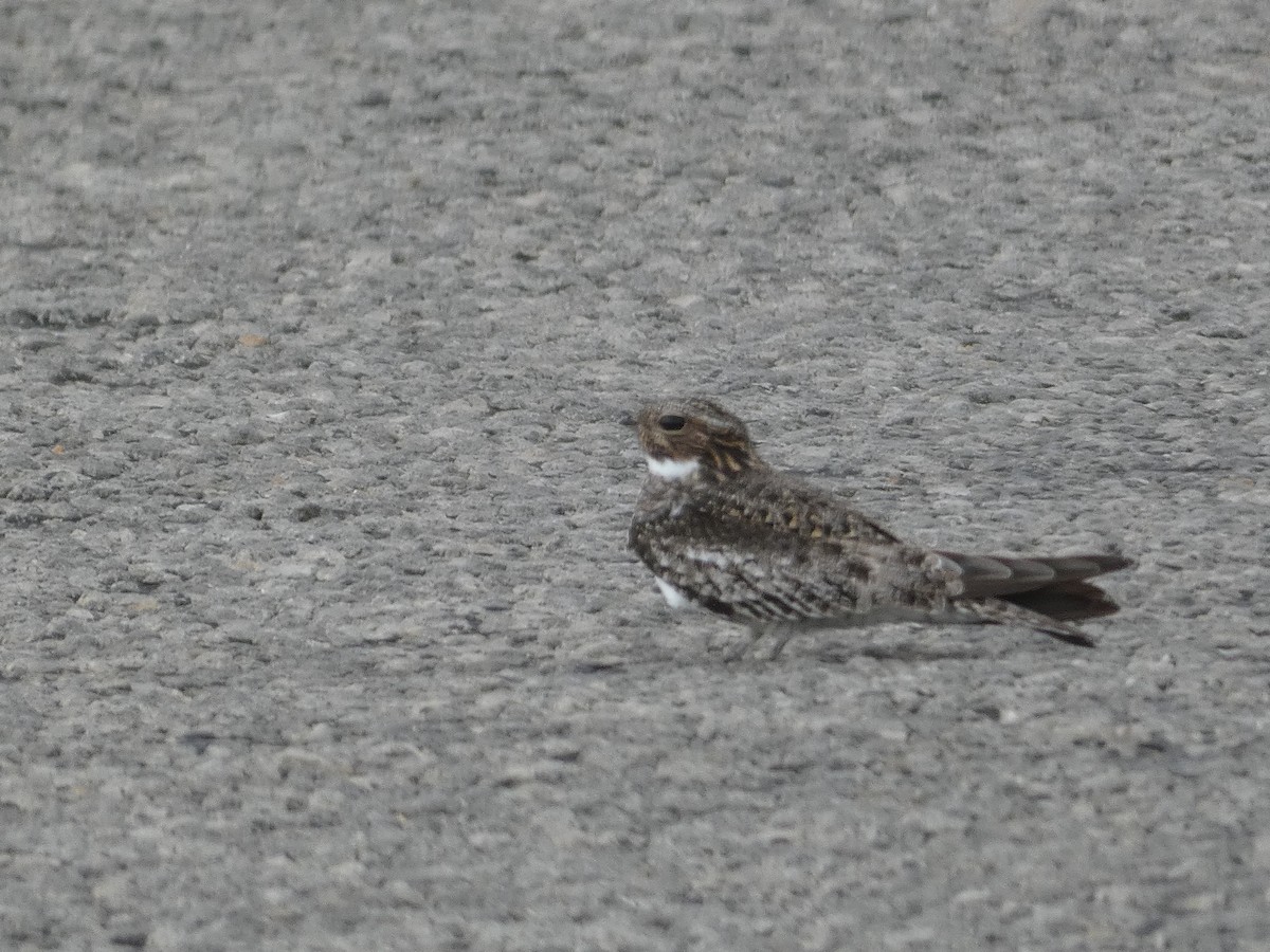 Common Nighthawk - ML618179710