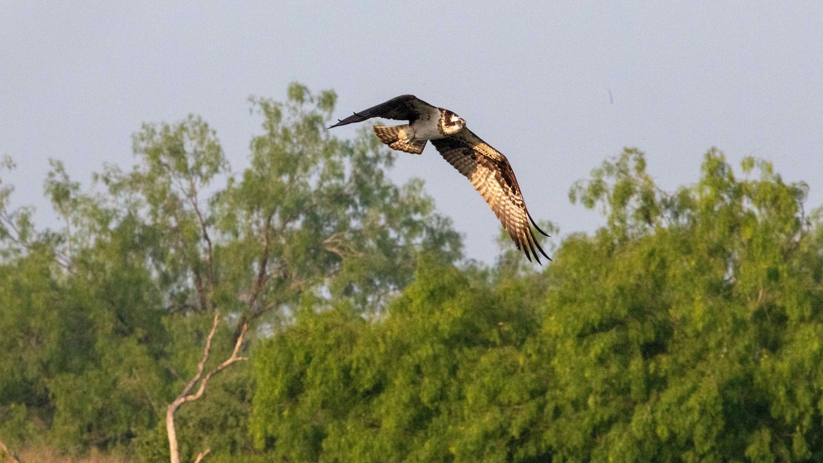 Águila Pescadora - ML618179726