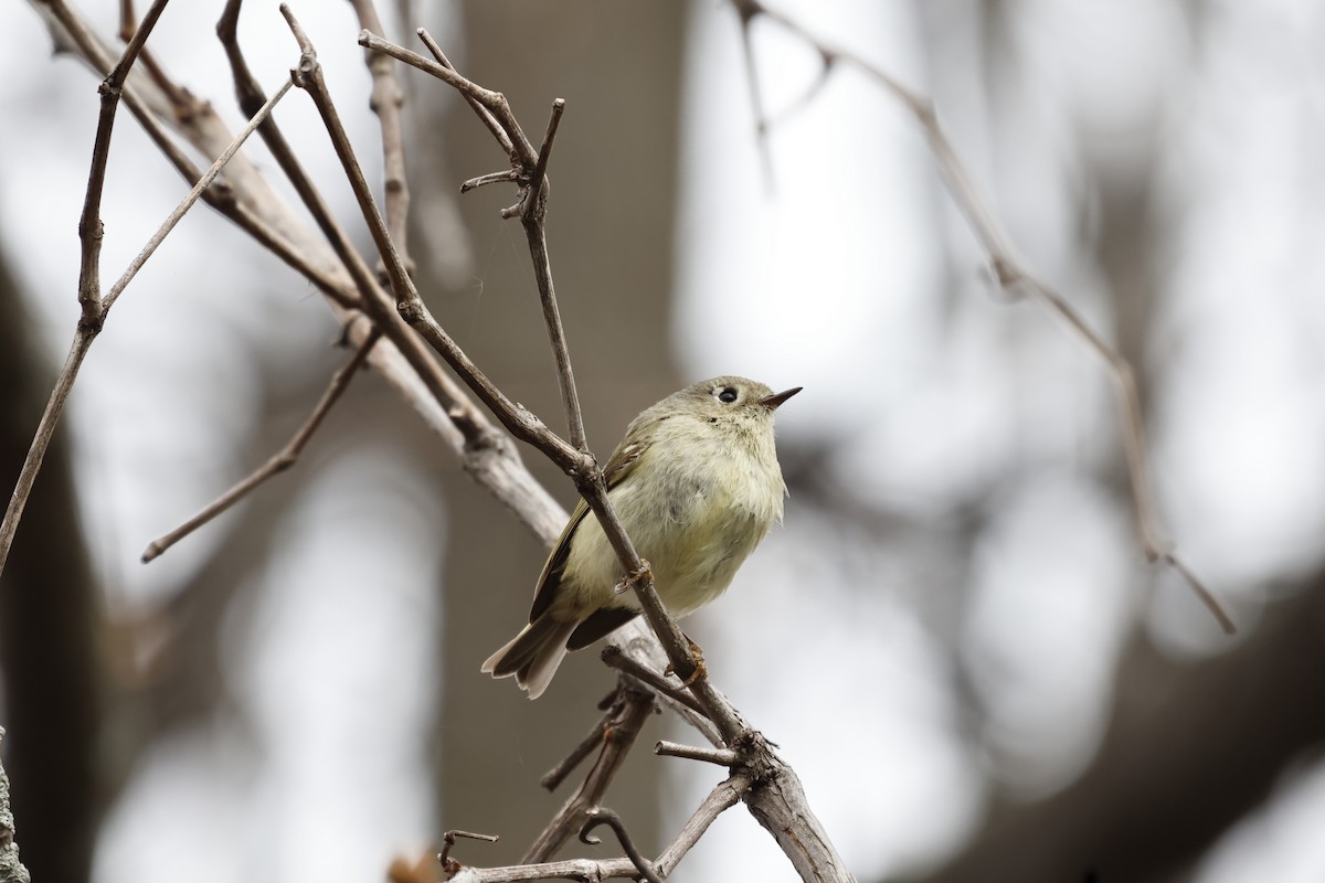 Ruby-crowned Kinglet - ML618179730