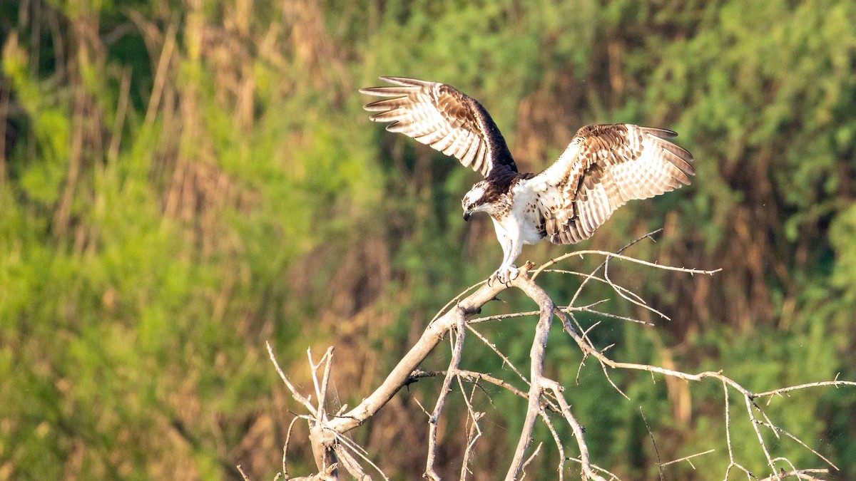 Águila Pescadora - ML618179738