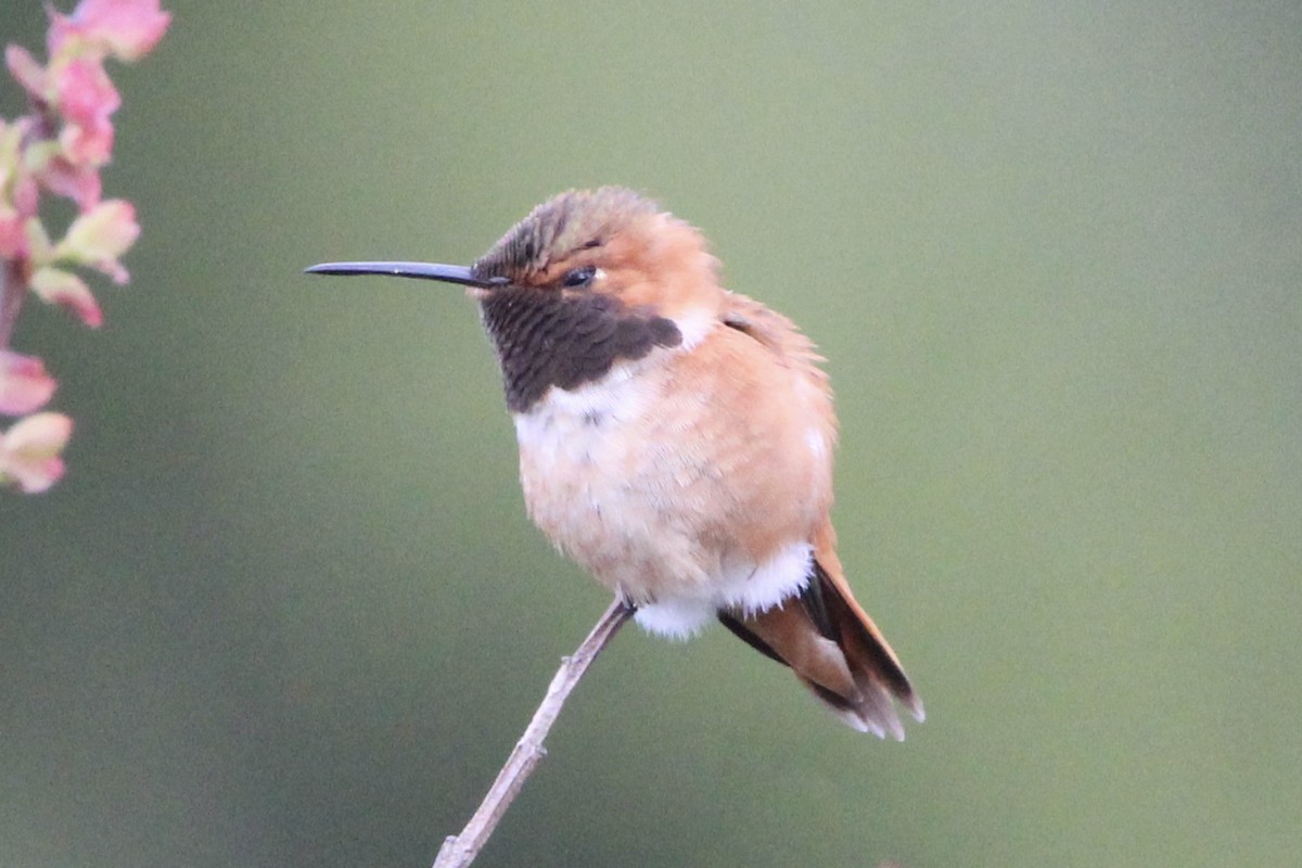 Rufous Hummingbird - ML618179762