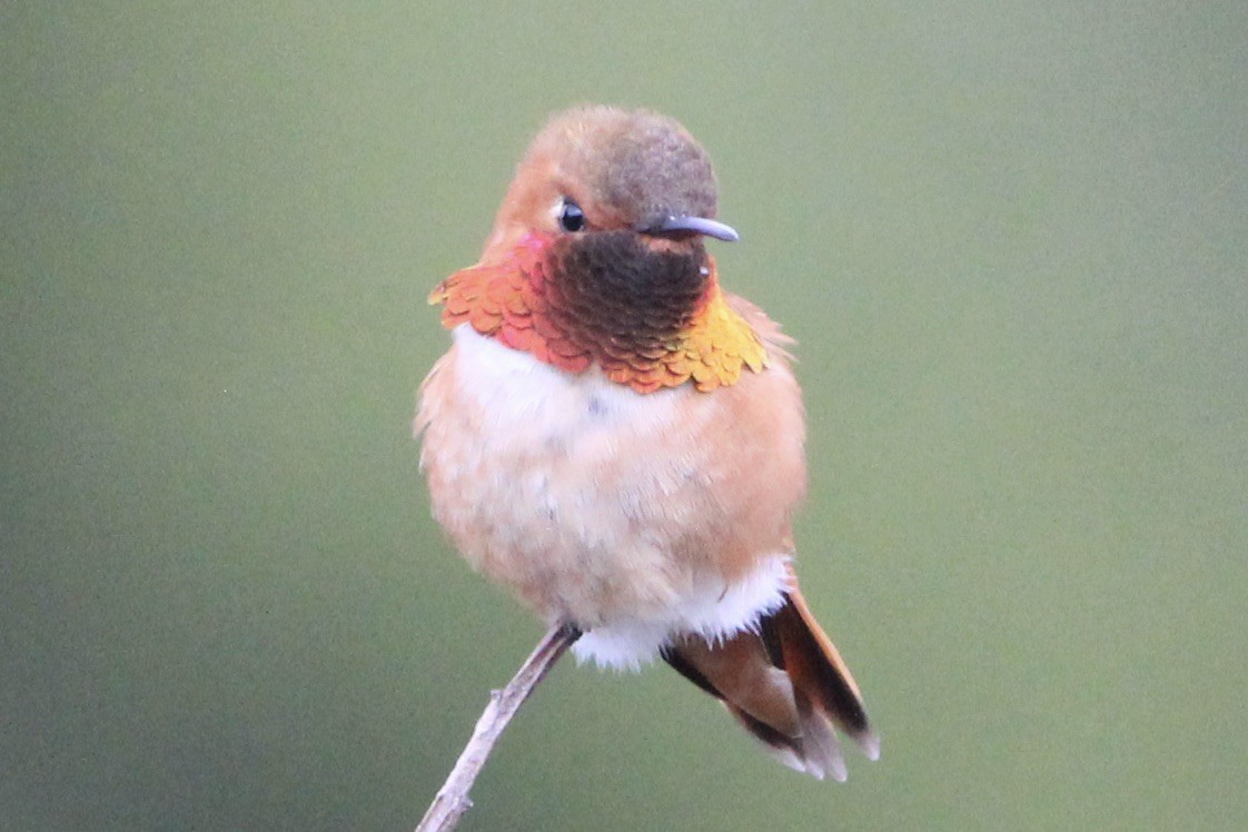 Rufous Hummingbird - ML618179764