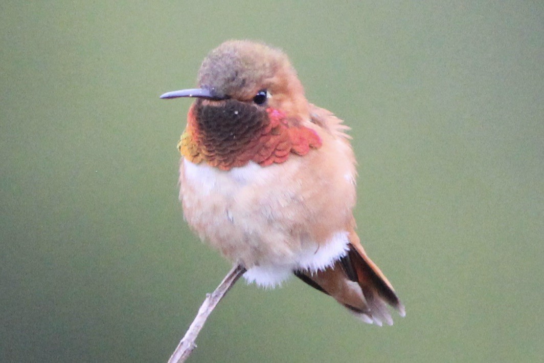 Rufous Hummingbird - ML618179770