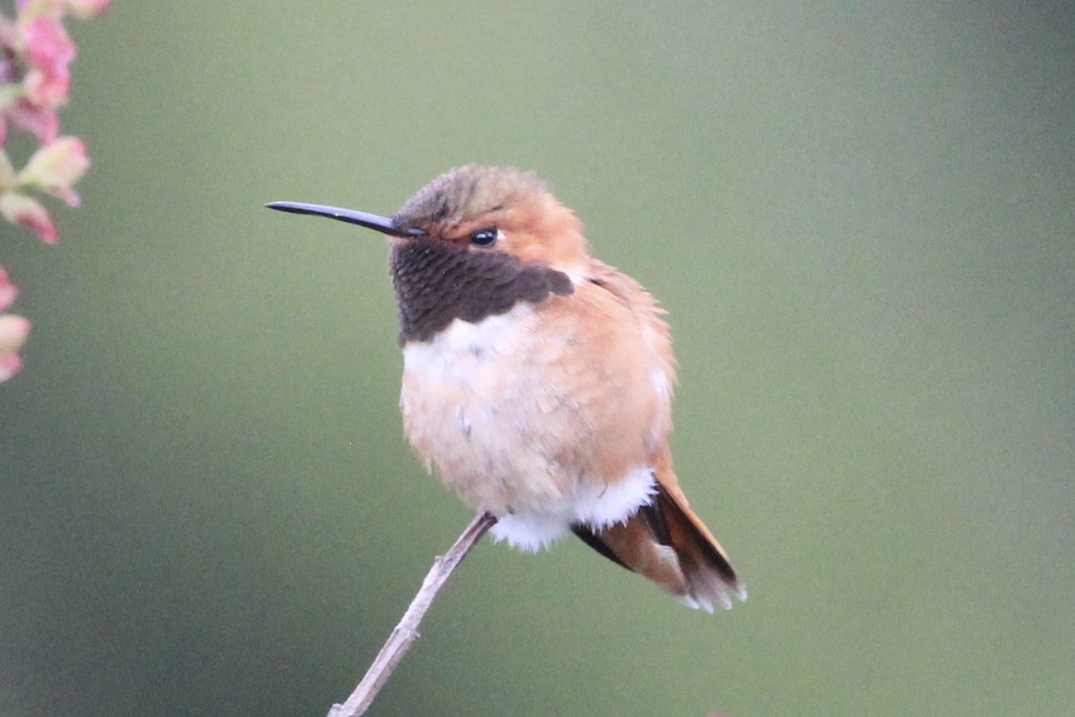 Rufous Hummingbird - ML618179773