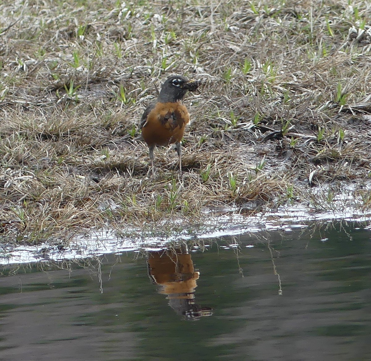 American Robin - ML618179777