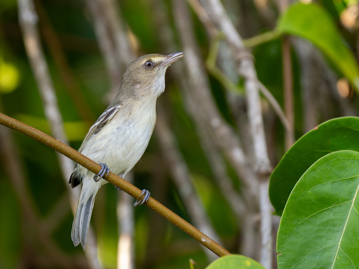 Mangrove Vireo - Forest Botial-Jarvis