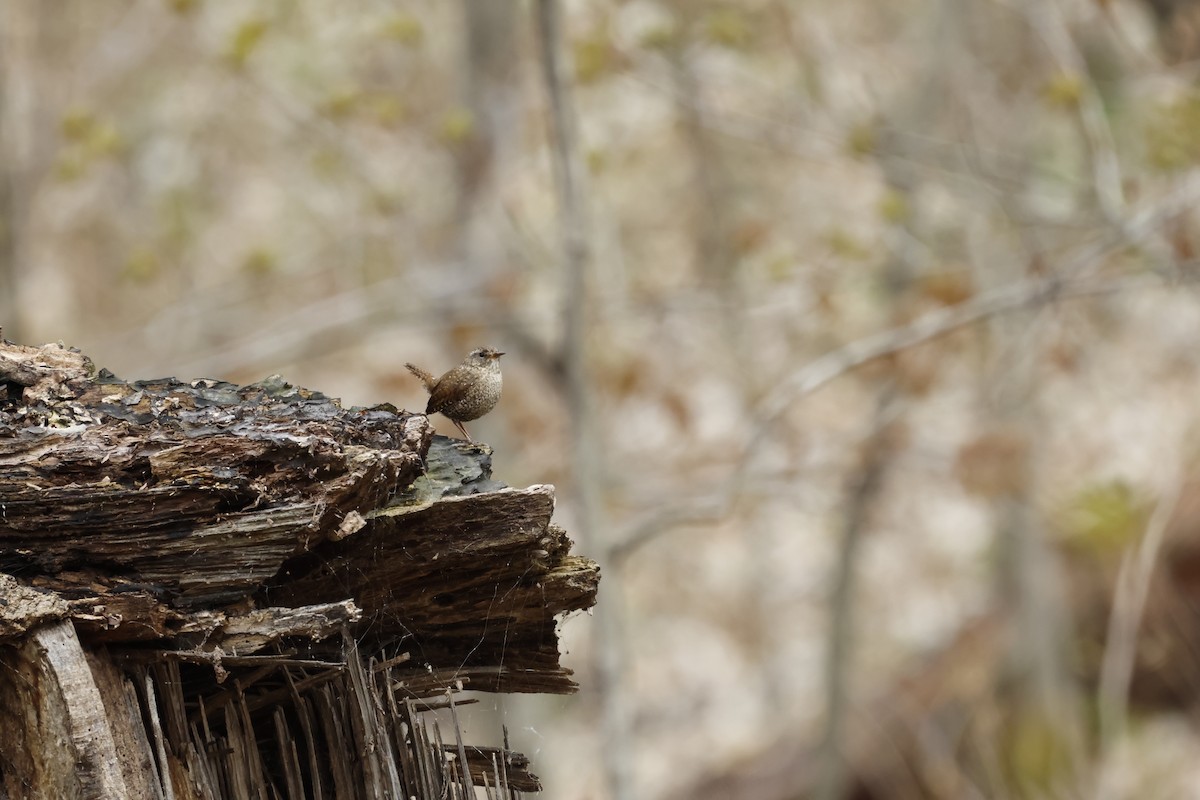 Winter Wren - ML618179794