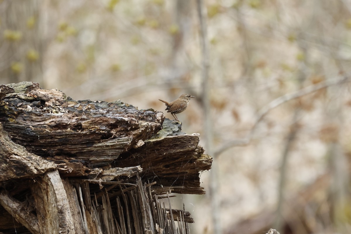 Winter Wren - ML618179795