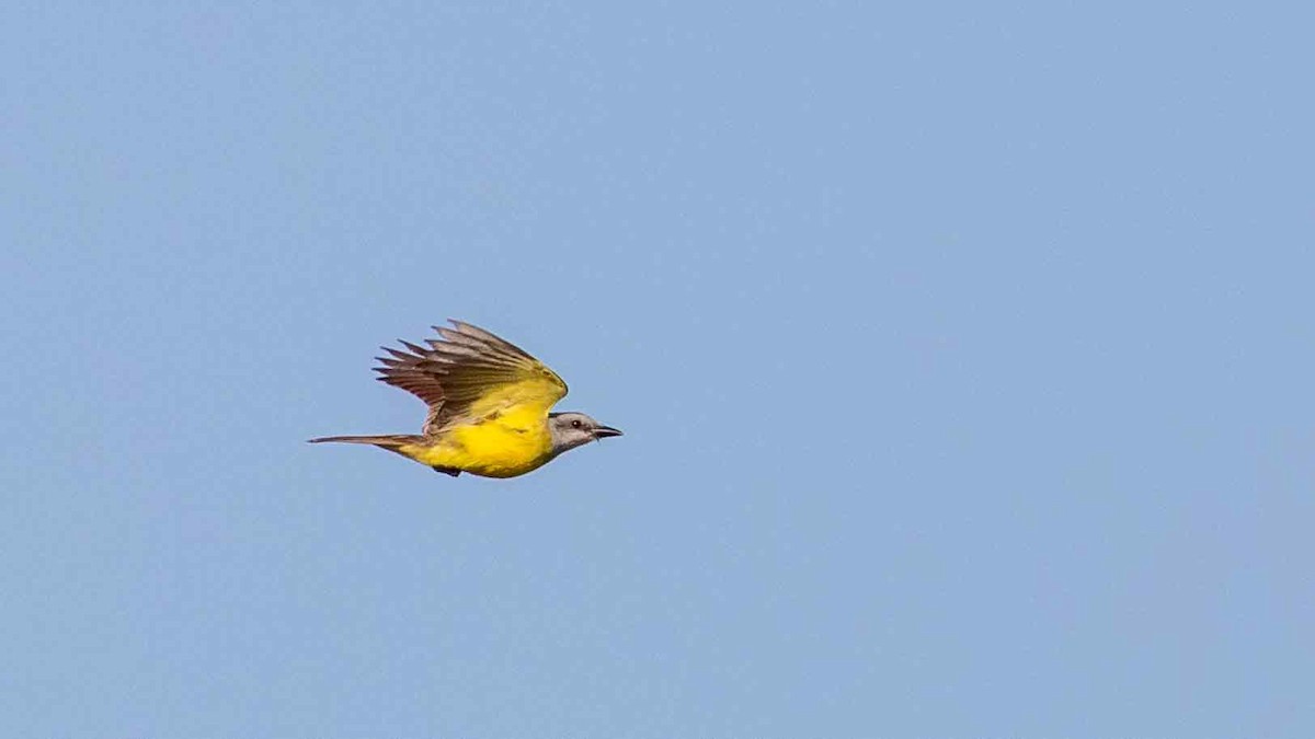 Couch's Kingbird - Ivar Husa