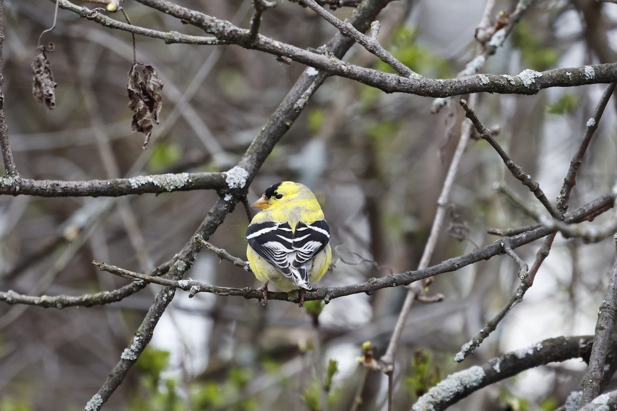 American Goldfinch - Manon leduc