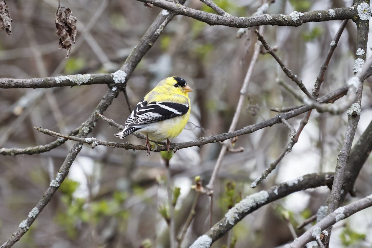 American Goldfinch - Manon leduc