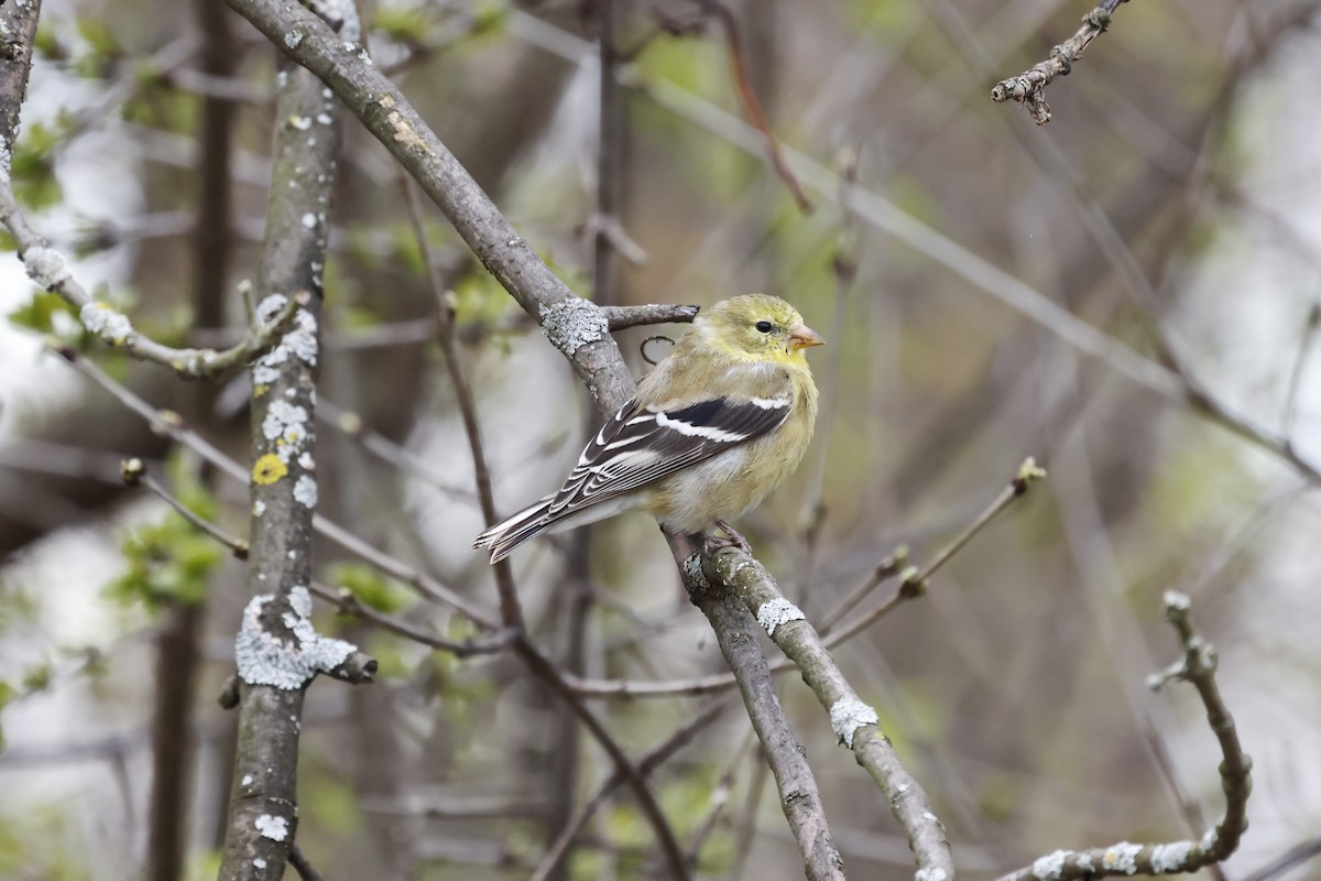 American Goldfinch - ML618179828