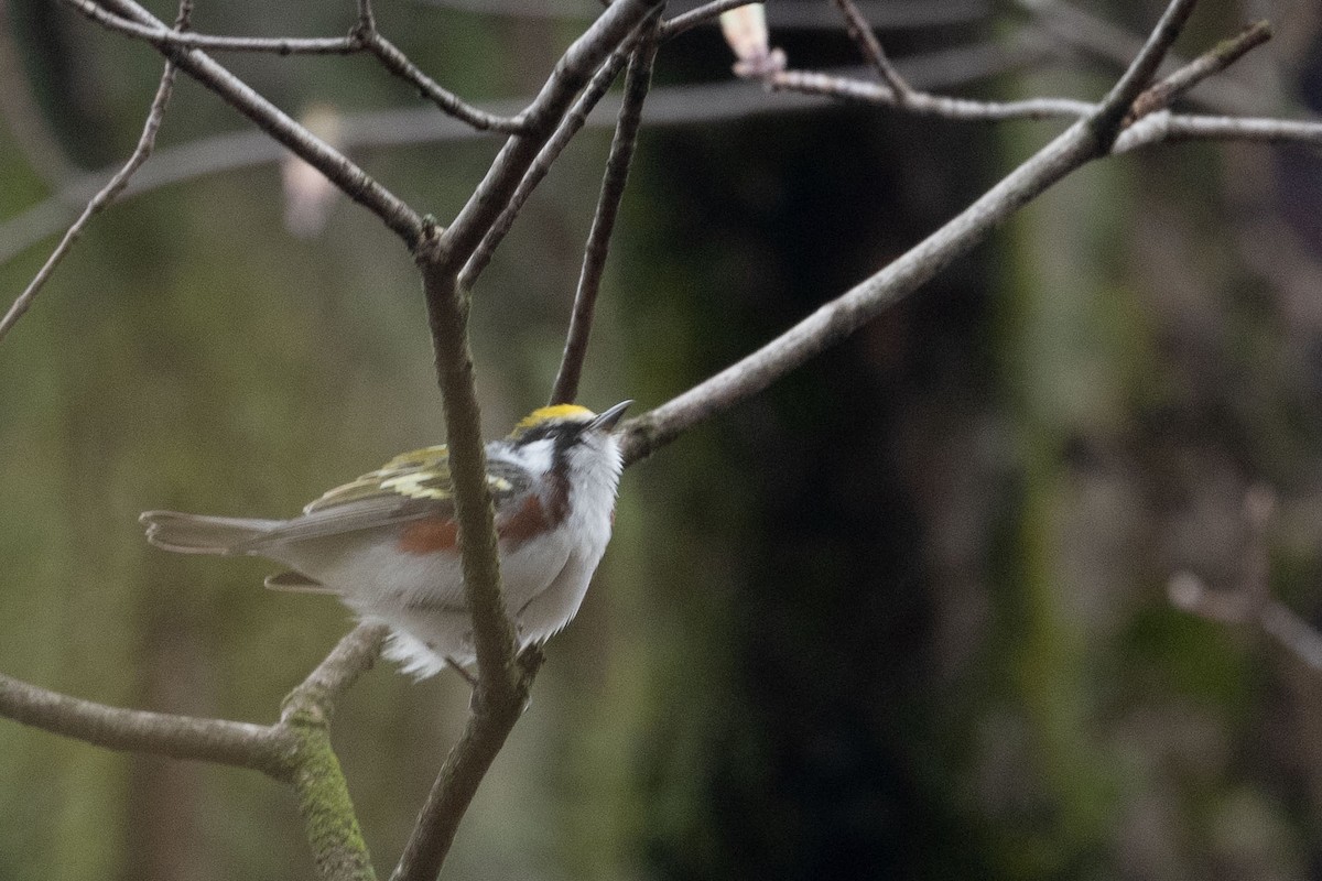 Chestnut-sided Warbler - ML618179830