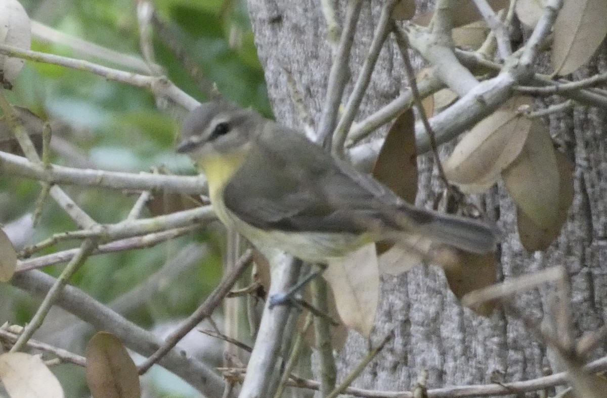 Philadelphia Vireo - Kirra Loves Cats