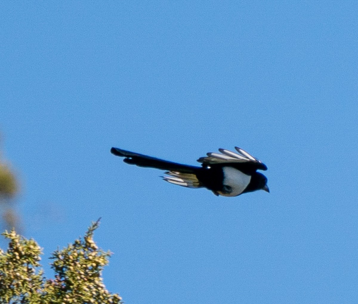 Black-billed Magpie - ML618179854