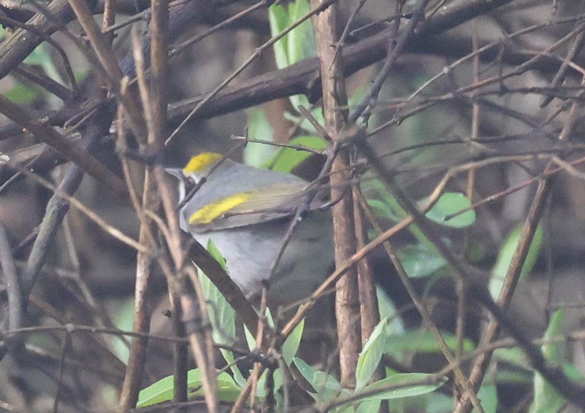 Golden-winged Warbler - ML618179862