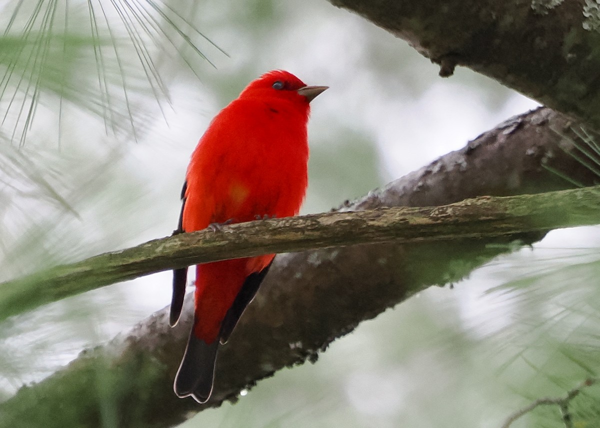 Scarlet Tanager - Susan Wrisley