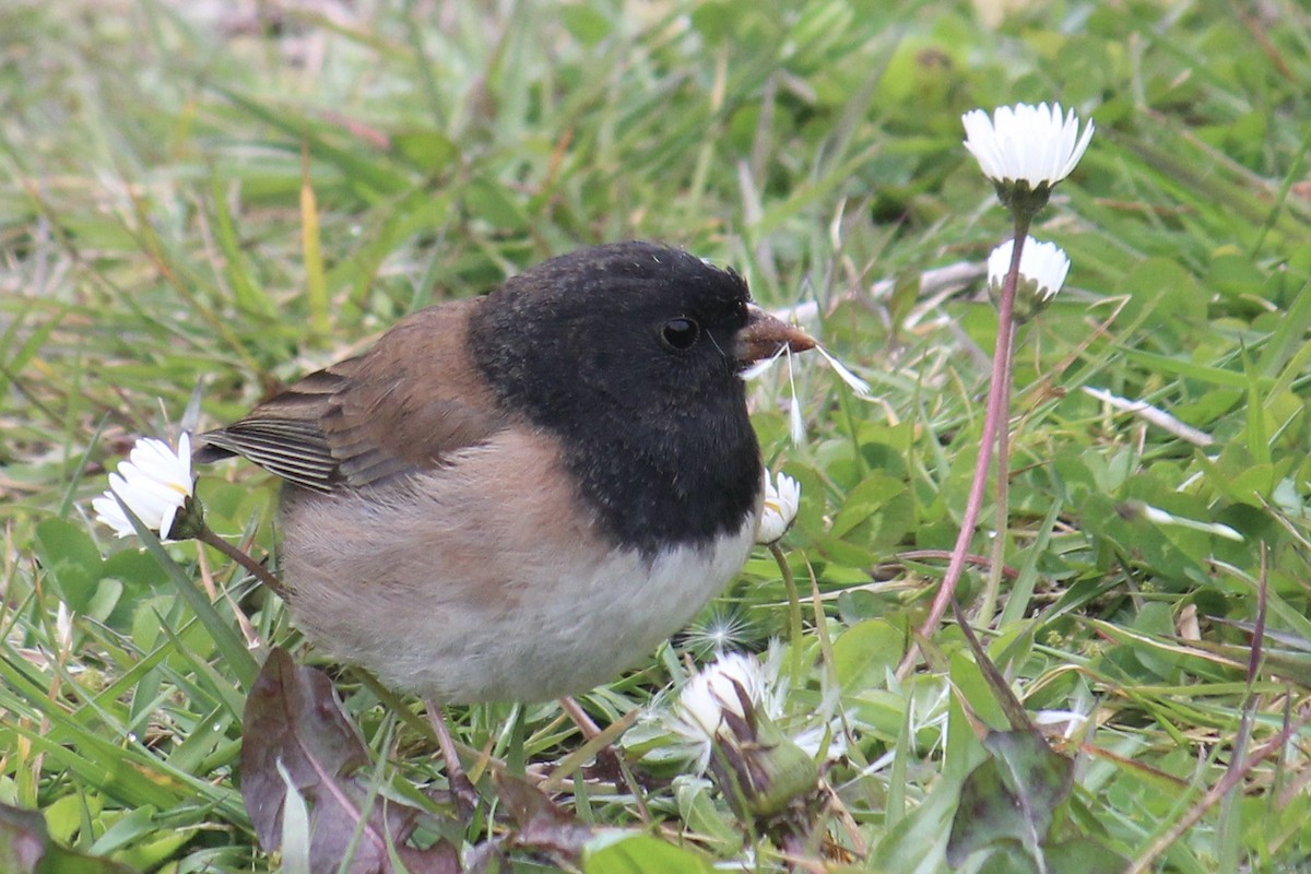 Dark-eyed Junco (Oregon) - Quinn Desilets