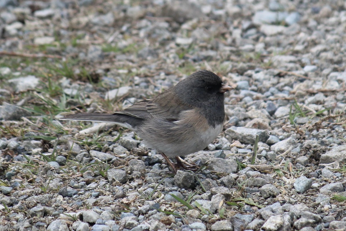 Dark-eyed Junco (Oregon) - ML618179906