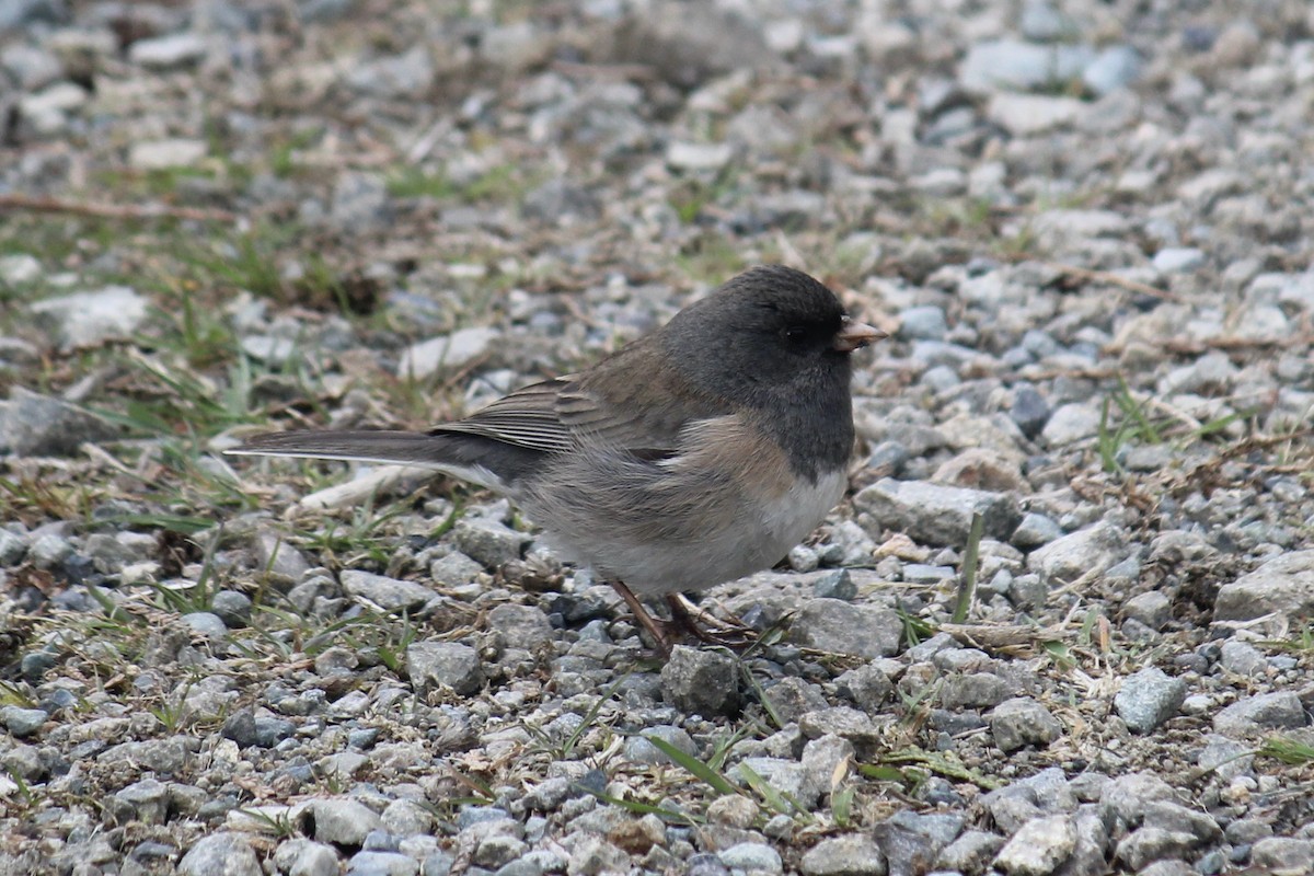 Dark-eyed Junco (Oregon) - Quinn Desilets