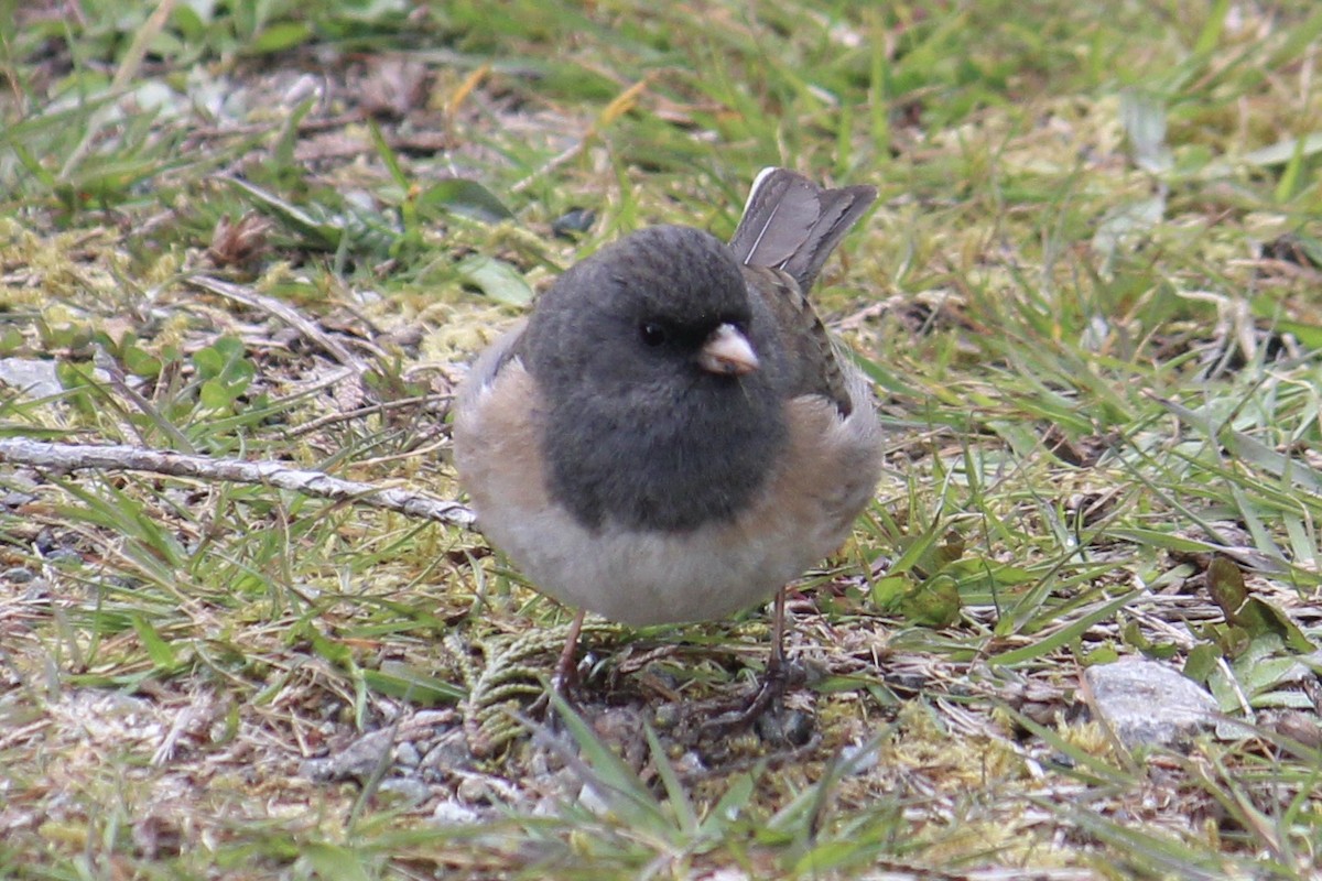 Dark-eyed Junco (Oregon) - ML618179912