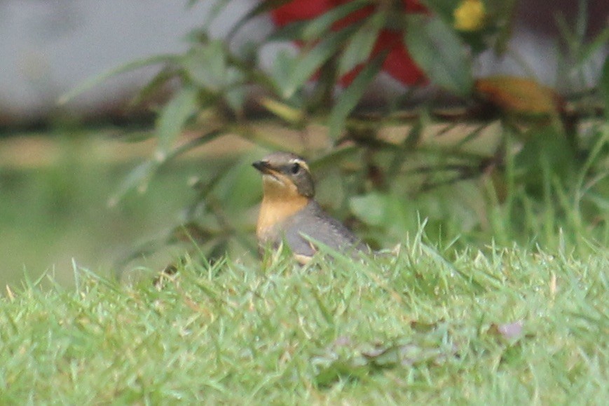 Varied Thrush - Quinn Desilets