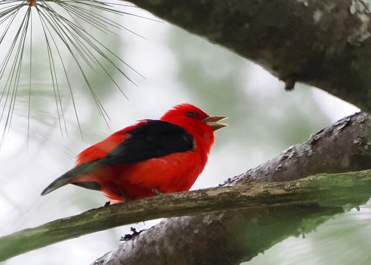 Scarlet Tanager - Susan Wrisley