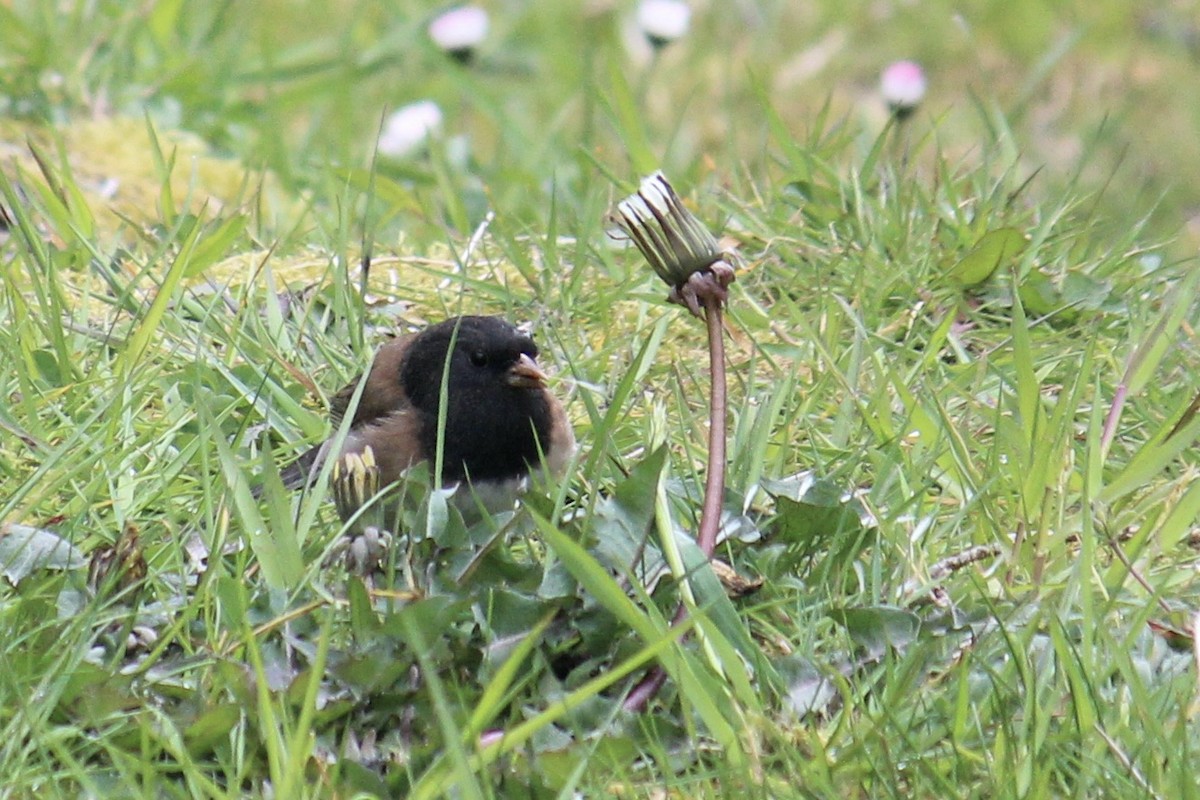 Dark-eyed Junco (Oregon) - Quinn Desilets