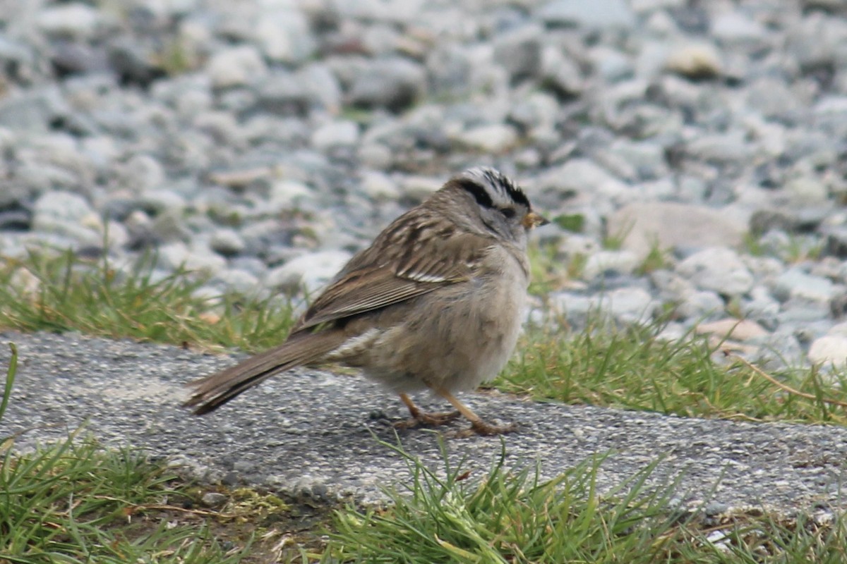 White-crowned Sparrow - ML618179927