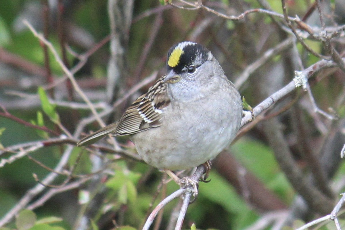 Golden-crowned Sparrow - ML618179941