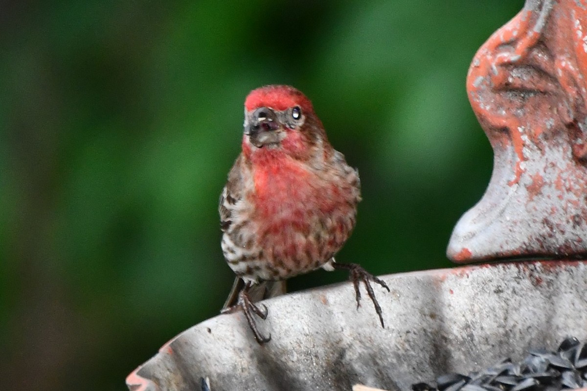 House Finch - Carmen Ricer