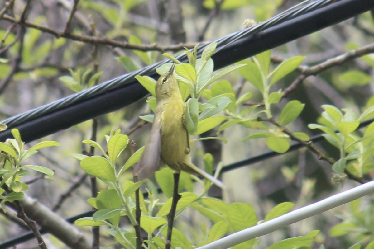 Orange-crowned Warbler - ML618179961