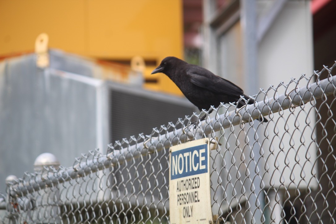 American Crow - ML618179975