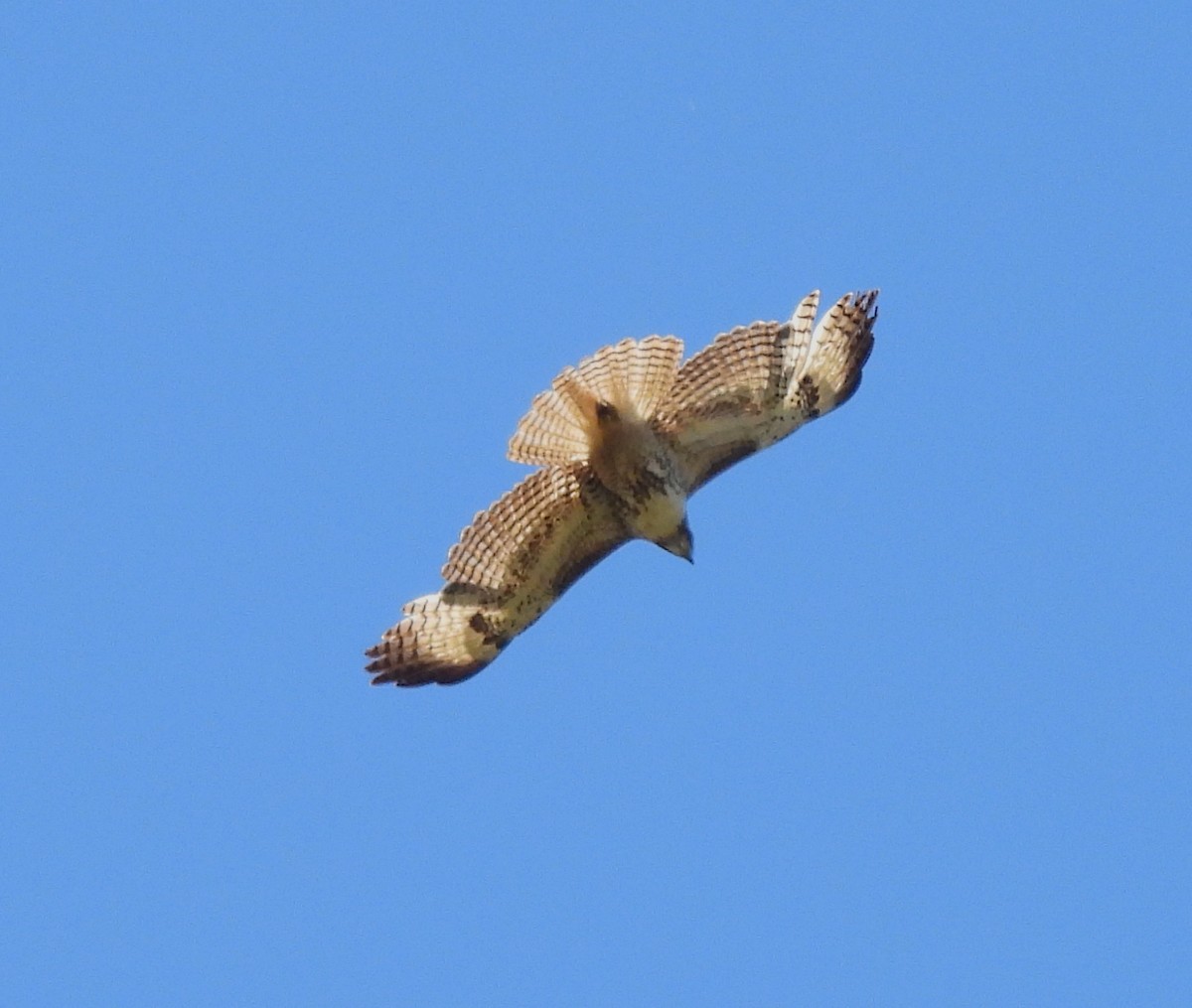 Red-tailed Hawk - Sharon Wilcox