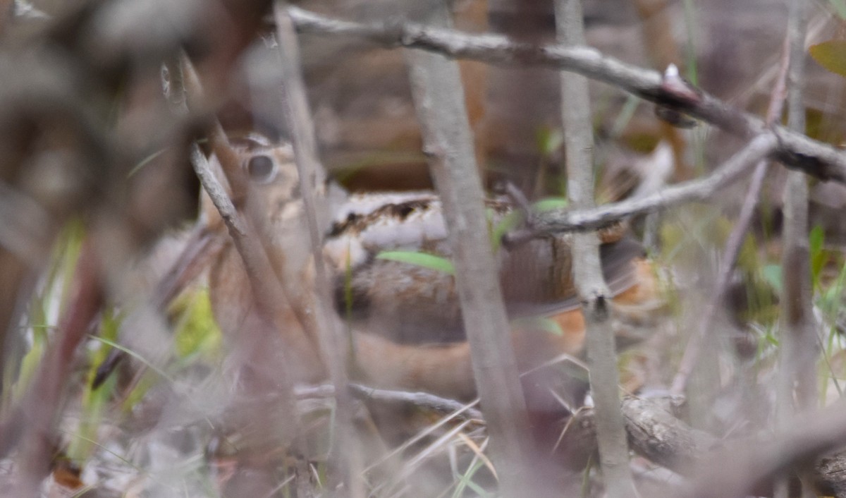 American Woodcock - Ted Stewart