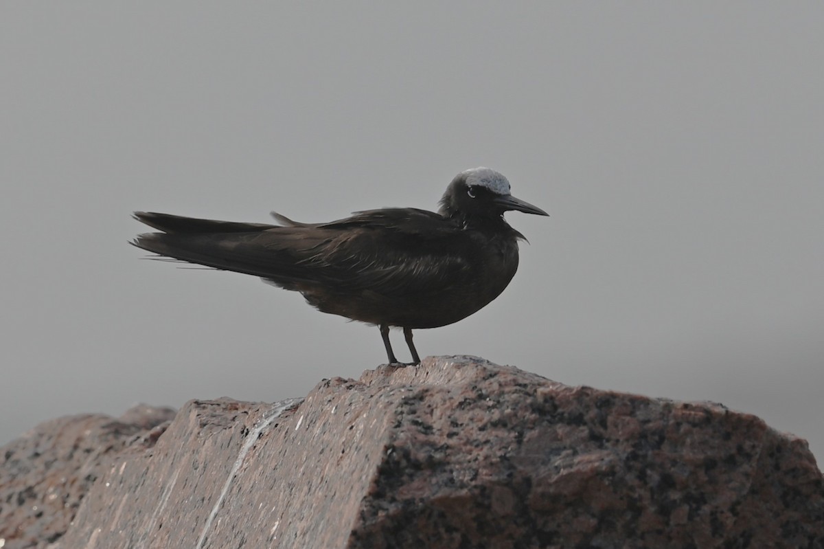 Black Noddy - Mike Rome