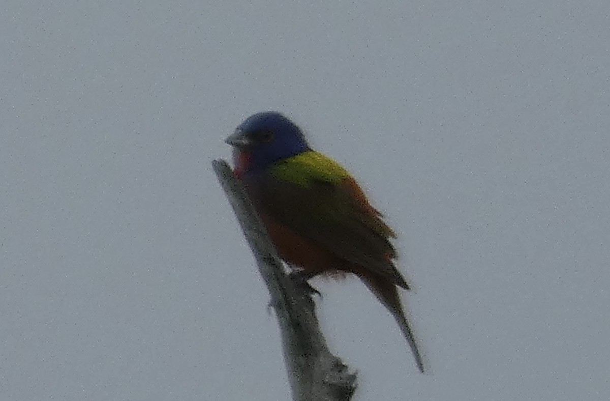 Painted Bunting - Kirra Loves Cats