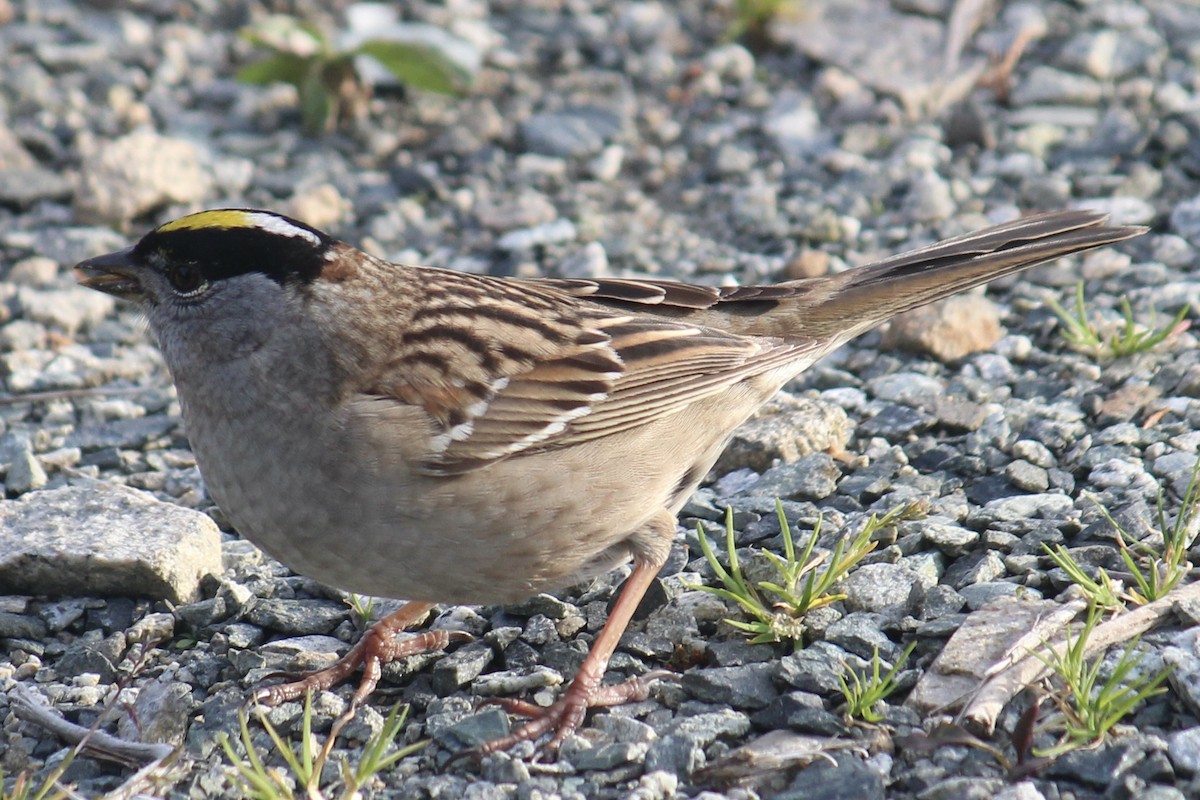 Golden-crowned Sparrow - ML618180014