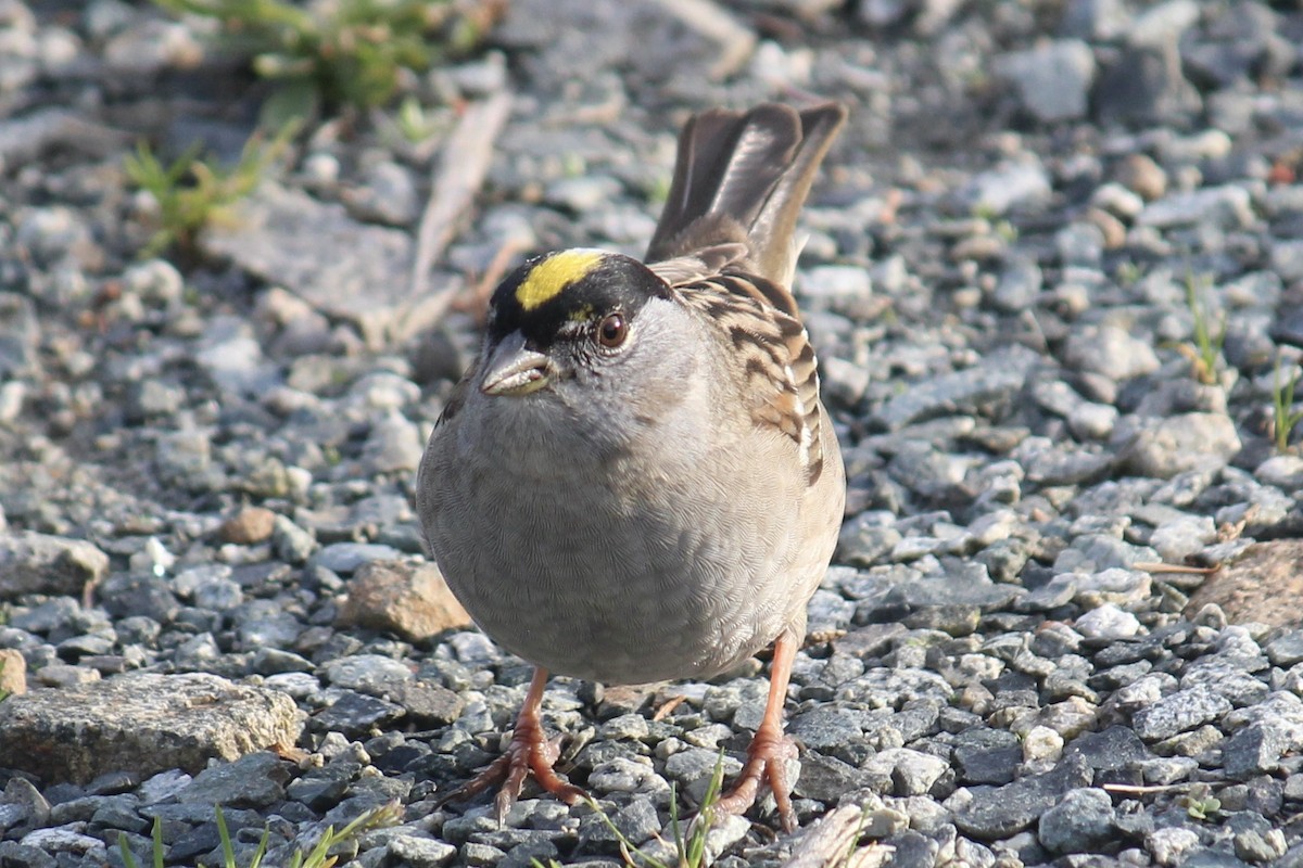 Golden-crowned Sparrow - ML618180019