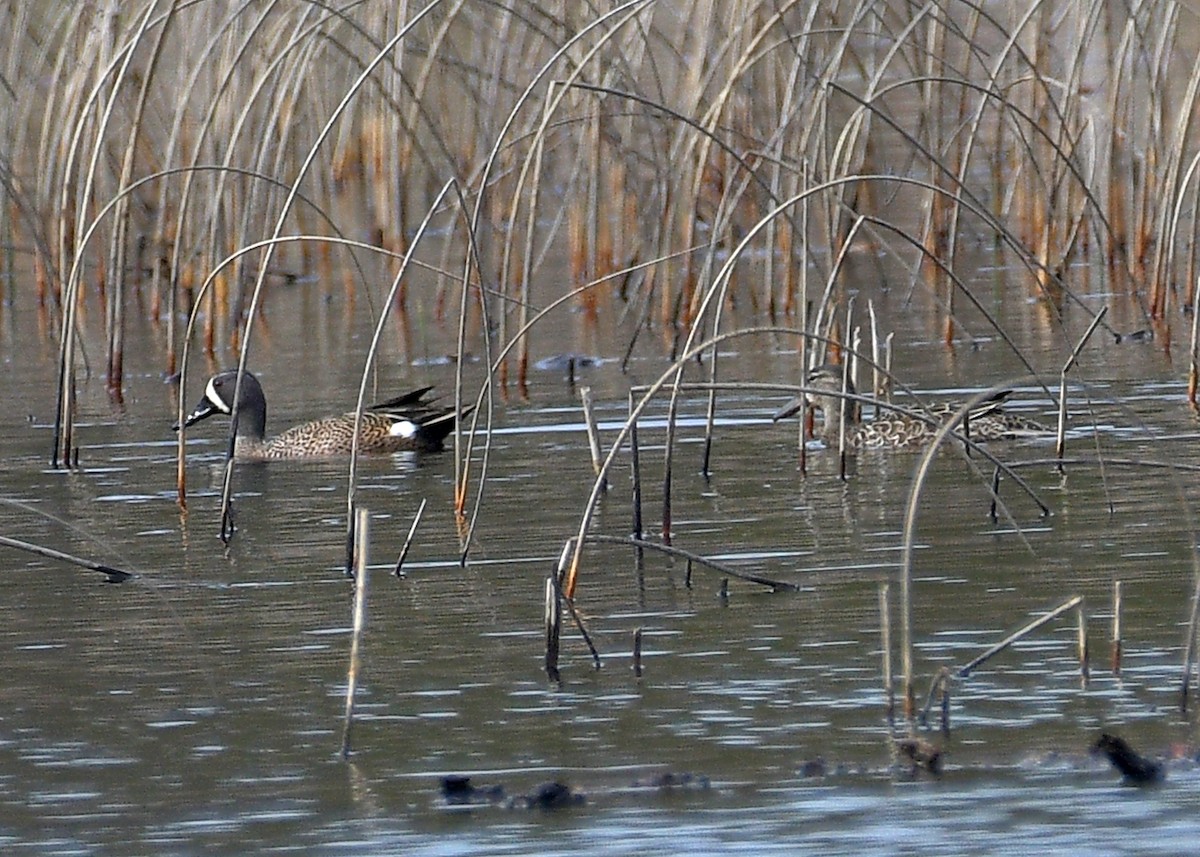 Blue-winged Teal - Janet Smigielski