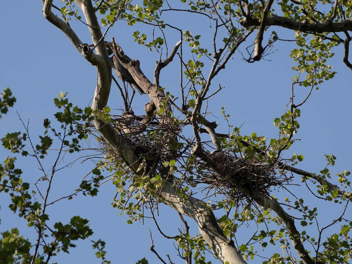 Great Blue Heron - Jeff Smith