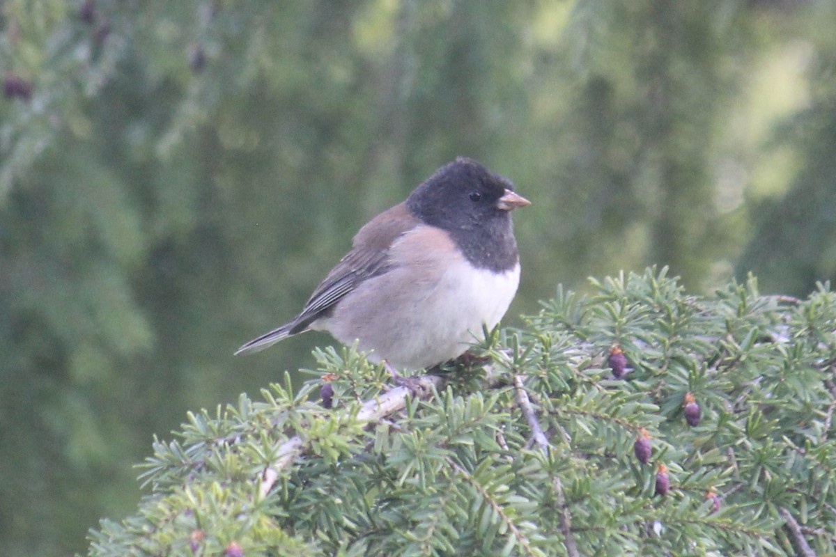 Dark-eyed Junco (Oregon) - ML618180028