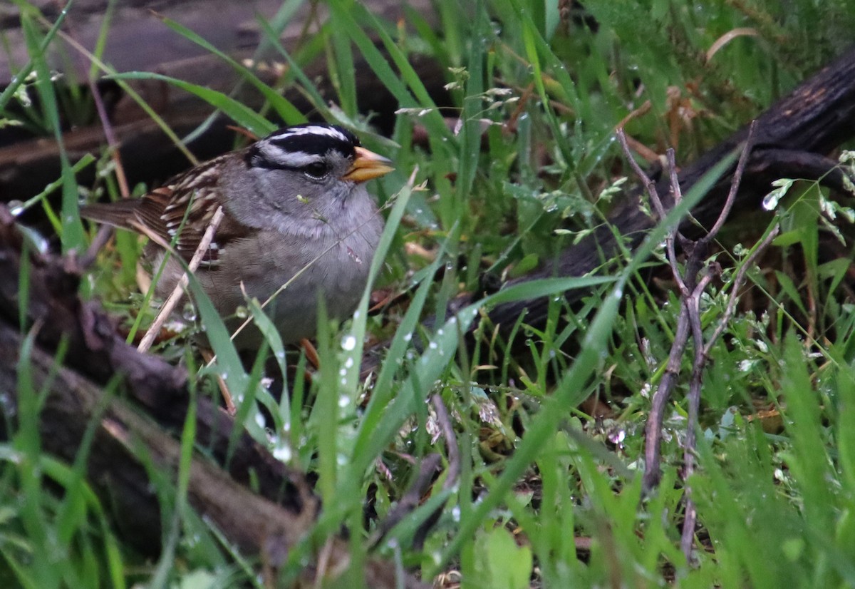 White-crowned Sparrow (pugetensis) - Dianne Murray